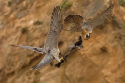 Media - "Cú đấm tử thần" của loài động vật nhanh nhất thế giới với tốc độ hơn 300 km/h