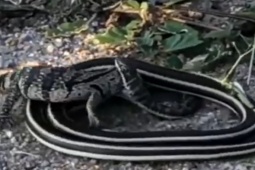 Media - Rắn độc và thằn lằn đại chiến kịch tính