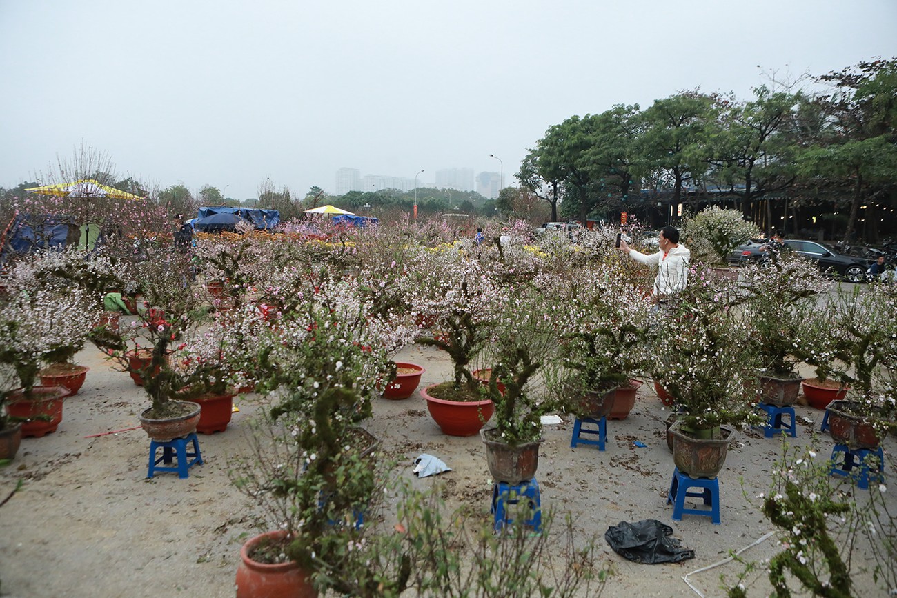 Theo ghi nhận của PV, chiều 6/2 (tức 27 tháng Chạp), tại chợ hoa xuân Tết Giáp Thìn trên đường Lê Quang Đạo – khu vực quảng trường đối diện Sân vận động Quốc gia Mỹ Đình (quận Nam Từ Liêm), tràn ngập các loại đào, quất, mai,… nhưng ít người đến mua.