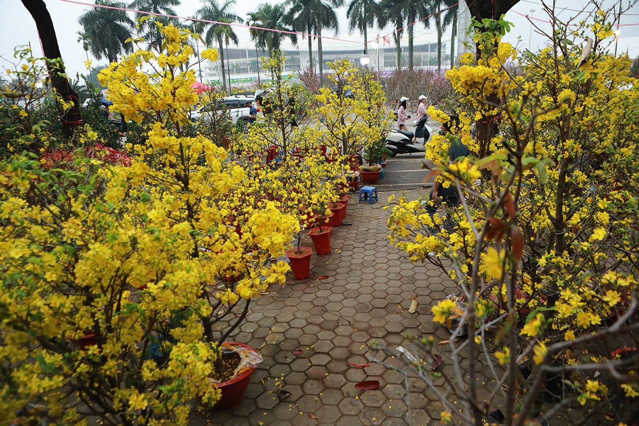 Những cây mai vàng được chuyển từ Bình Định ra Hà Nội gặp thời tiết nóng ấm nên hoa&nbsp;bung nở gần hết. “Tôi mang ra Hà Nội khoảng 500 cây mai vàng các loại từ to đến nhỏ, chúng nở gần hết do thời tiết ấm nên khó bán. Cây to bình thường có giá 5 - 6 triệu đồng, nay giảm còn 2- 3 triệu đồng nhưng cũng ít khách đến mua, một số khách đến hỏi, xem xong lại quay đi”, ông Mai Xuân Tiến (quê Bình Định) chia sẻ.