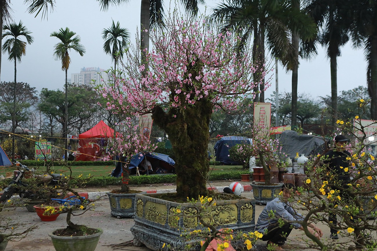 27 Tết, chủ đào, quất ồ ạt xả hàng "giá nào cũng bán" - 14