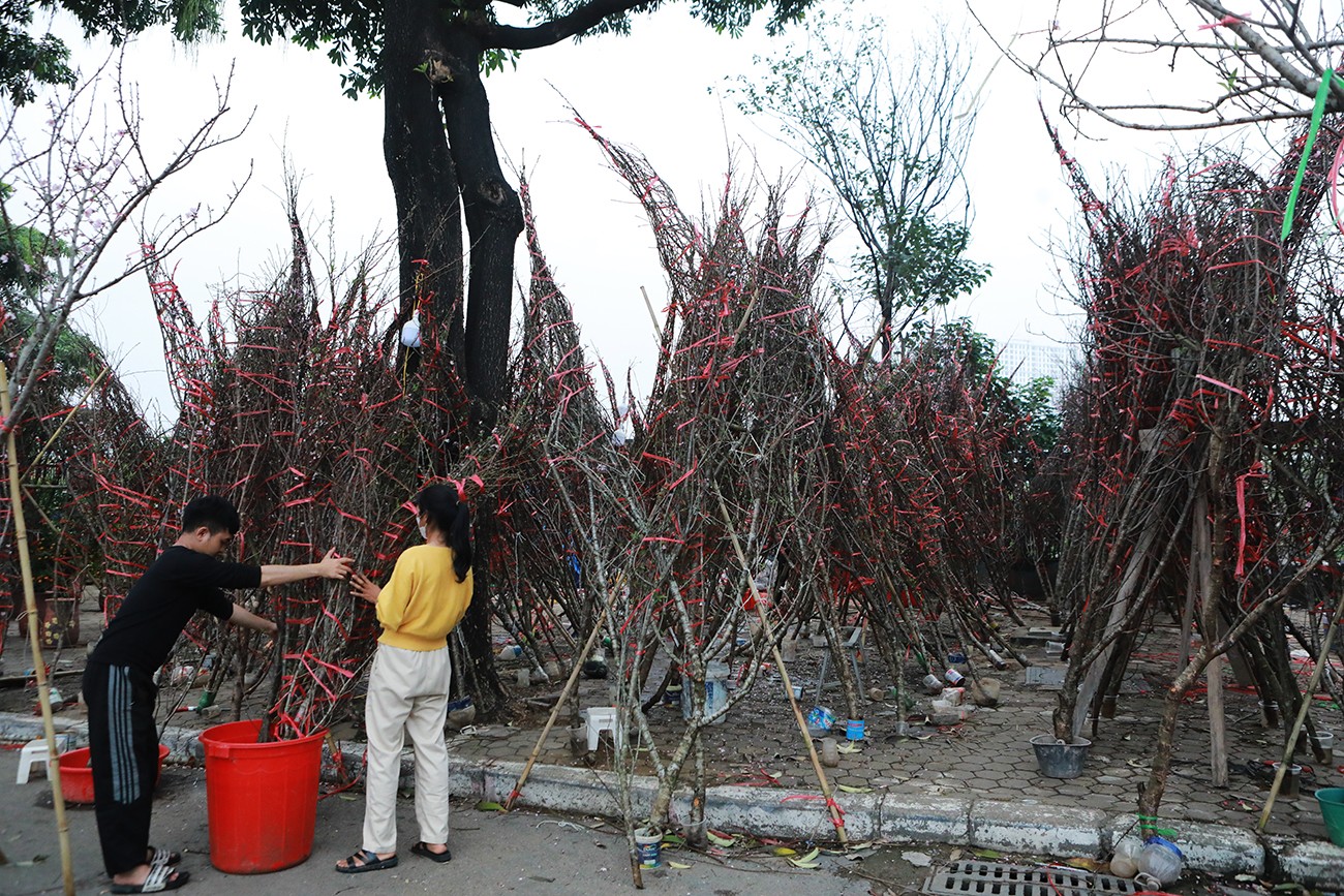 Đào rừng bày kín vỉa hè những thỉnh thoảng mới có khách đến hỏi mua, dù giá cũng giảm một nửa so với mấy ngày trước.