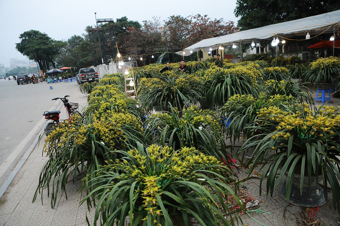 27 Tết, chủ đào, quất ồ ạt xả hàng "giá nào cũng bán" - 17