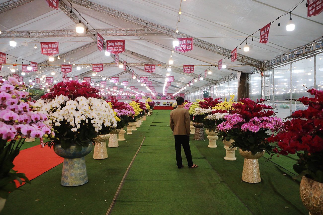 Các shop bán hoa lan cũng ế ẩm