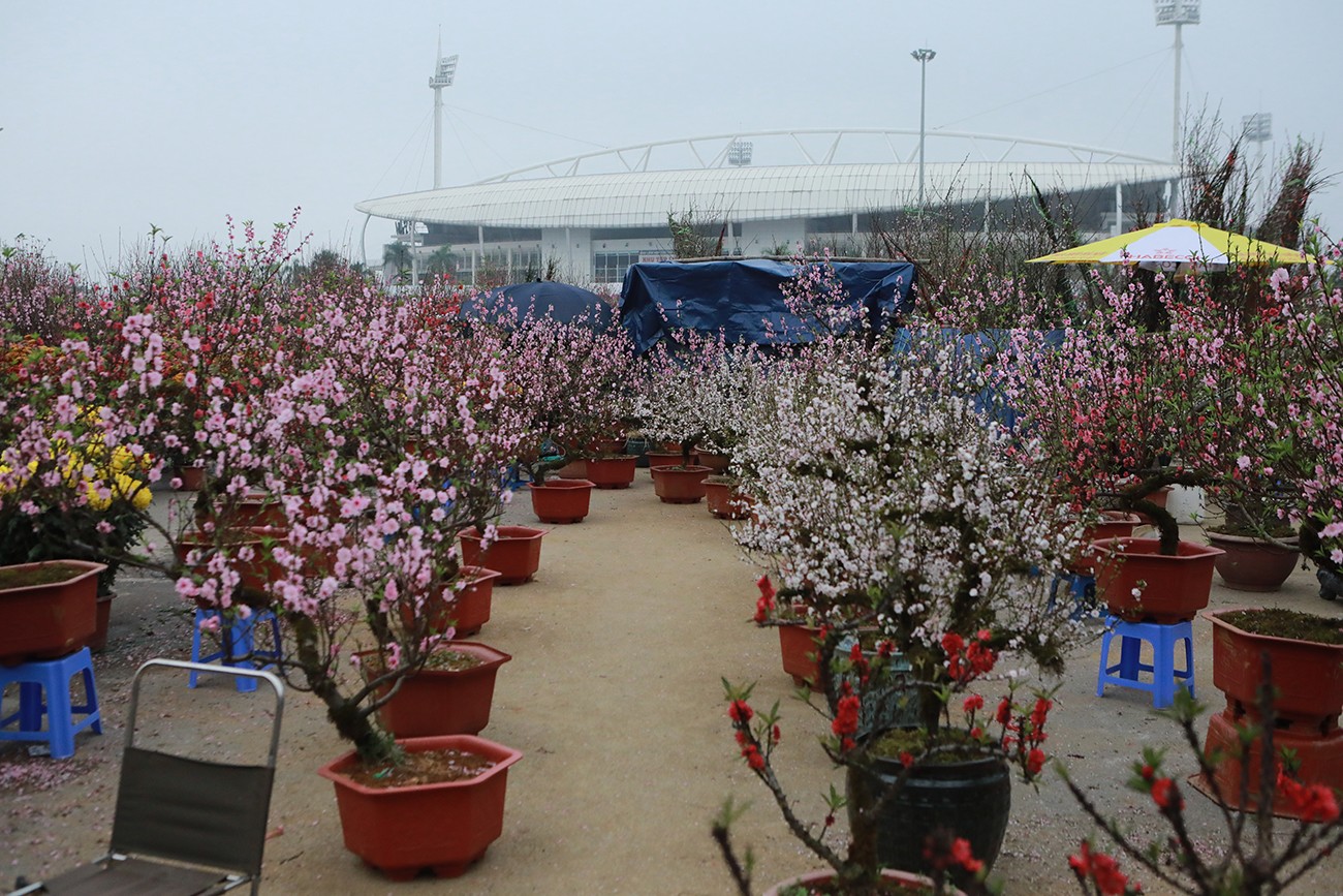 Những người buôn hoa cho biết, Hà Nội những ngày gần đây có nắng ấm, nhiệt độ vào buổi trưa cao khiến hoa đào, hoa mai nở nhanh.