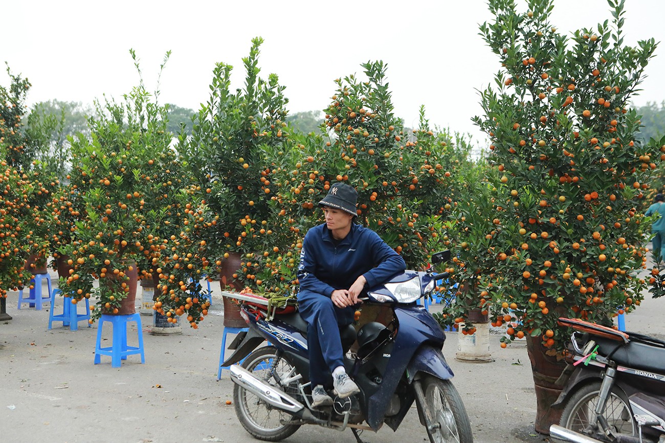 Những người chở đào, quất thuê cũng buồn rầu, ngồi đợi khách trong lo lắng. “Mọi năm, chúng tôi chở thuê&nbsp;luôn chân, luôn tay, thu nhập khá, nhưng năm nay ngày chỉ được vài chuyến”, anh Nguyễn Văn Mạnh nói.