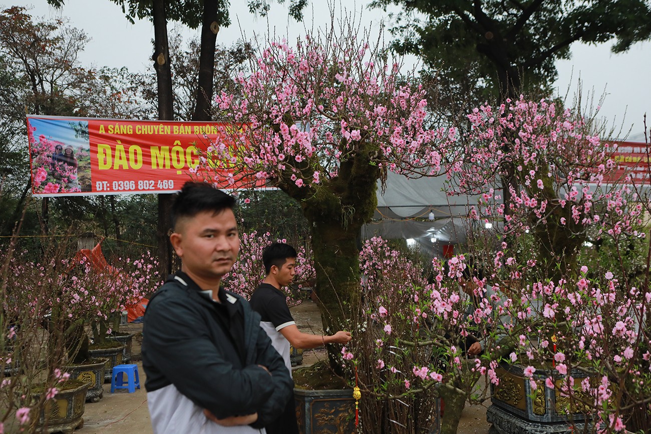 Một tiểu thương buôn đào buồn rầu chia sẻ:&nbsp;"Thời tiết Hà Nội mấy ngày nay nắng ấm&nbsp;nên đào Mộc Châu, Sa Pa&nbsp;nở bung gần hết,&nbsp;bán rất khó dù&nbsp;giá đã giảm một nửa”.