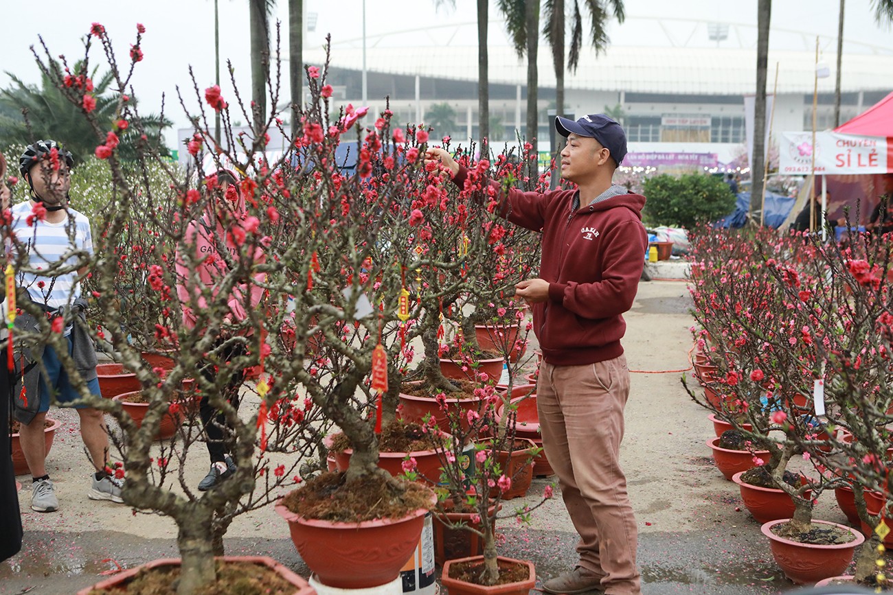 Đào “tiến vua” cũng bung nở.