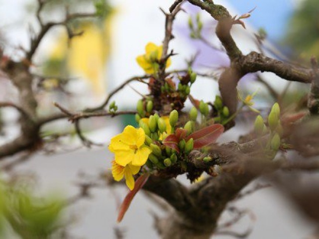 Thị trường - Tiêu dùng - Tết con Rồng, mai dáng long đổ bộ chợ hoa Tết