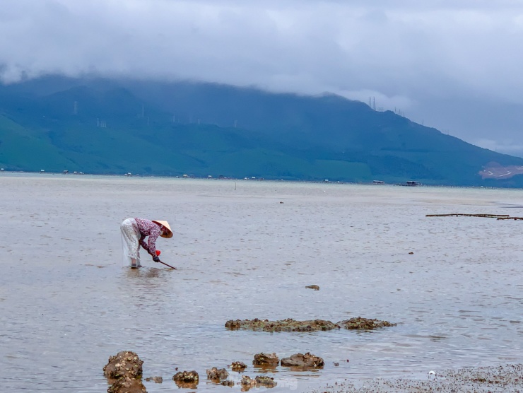 Việc cào nghêu, sò phụ thuộc vào mực nước lên, xuống. Sáng sớm là lúc nước rút nên người dân phải tranh thủ để thu hoạch.