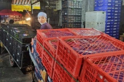 Kinh doanh - Lao động chợ đầu mối Long Biên: Làm xuyên đêm không hết việc, “bỏ túi” tiền triệu mỗi phiên