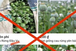Pháp luật - Công khai rao bán quả thuốc phiện