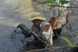 Tin tức trong ngày - Rộn ràng tát đìa bắt cá đồng ăn Tết ở miền Tây