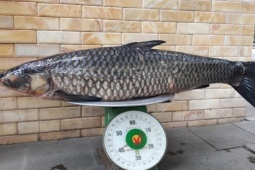 Thị trường - Tiêu dùng - Loài cá cực ngon, ở Việt Nam từng có người chi 65 triệu đồng mua về