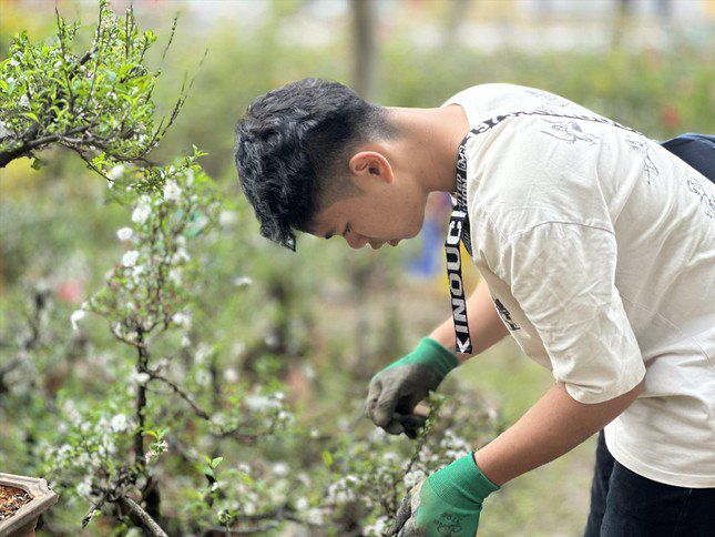 Cây nhất chi mai giá giảm 30% so với năm ngoái Ảnh: Việt Linh