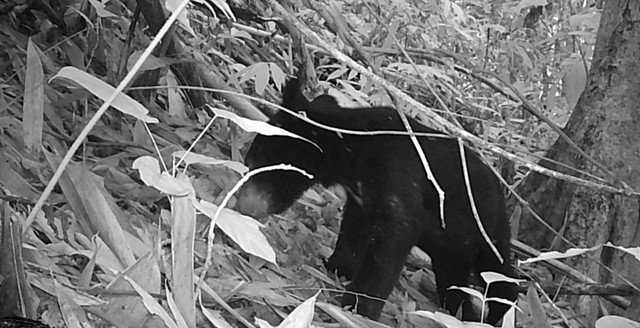 Bẫy ảnh ghi nhận sự xuất hiện của gấu ngựa trong Khu bảo tồn thiên nhiên Pù Hu