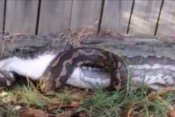 Phi thường - kỳ quặc - Nghe tiếng động lạ sau vườn, cả gia đình chứng kiến cảnh tượng đáng sợ