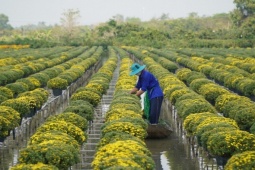 Thị trường - Tiêu dùng - 30.000 chậu hoa có nguy cơ thành rác, ai ngờ nhờ cách này đã bán hết sạch