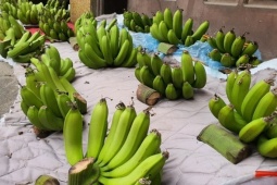 Thị trường - Tiêu dùng - Chuối xanh thờ cứ đến Tết là đắt “khét”, đếm từng quả tính tiền, năm nay giá thế nào?