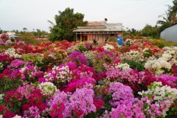 Nhà vườn hoa giấy "mất Tết", dù hạ giá sâu vẫn không ai “thèm ngó”