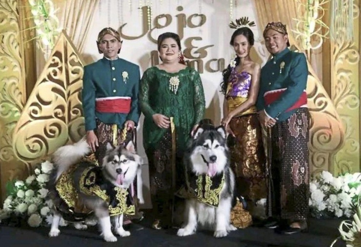 Hình ảnh hai chú chó tại đám cưới giả gây tranh cãi ở thủ đô Jakarta - Indonesia hồi tháng 7-2023. Ảnh: The Jakarta Post