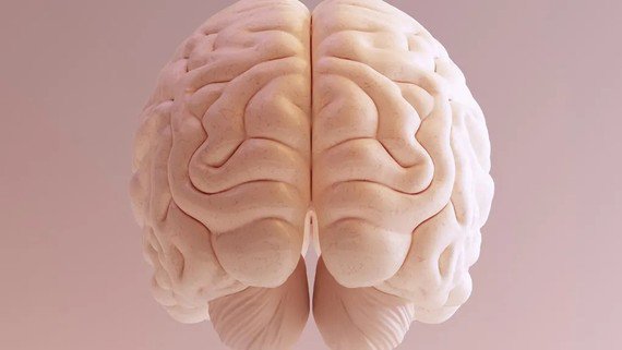 Mô não người in 3D giúp các nhà khoa học nghiên cứu dễ dàng hơn. Ảnh: Adobe