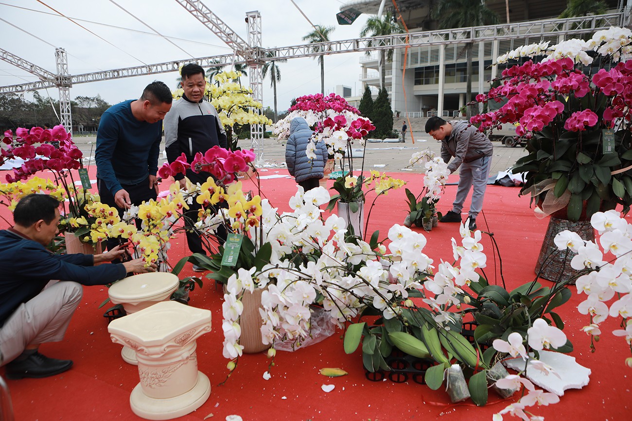 Giá một cành lan hồ điệp Đà Lạt chỉ&nbsp;còn 100 nghìn đồng, khách được&nbsp;chọn màu tùy ý thích.