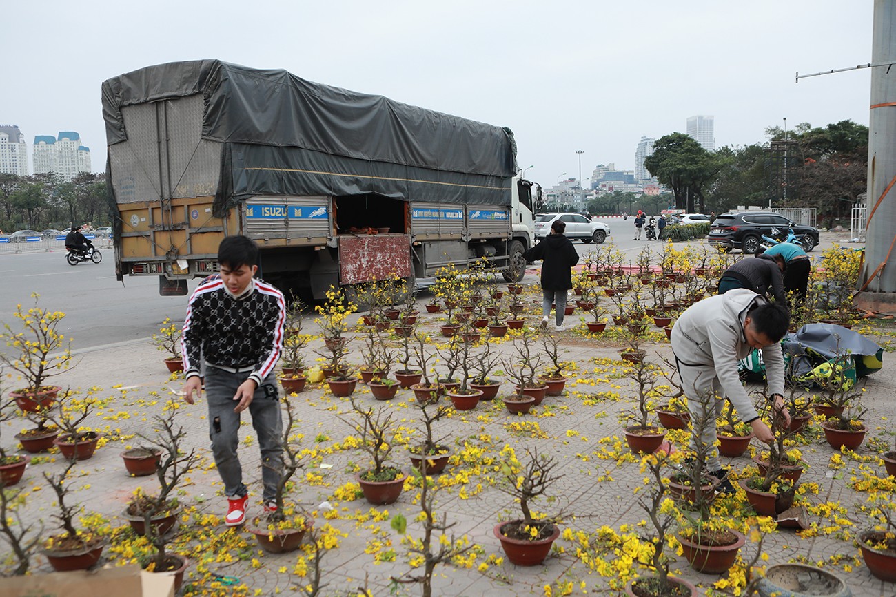 Hàng chục cây mai vàng cỡ nhỏ không bán được, chủ vườn phải thuê người cắt hoa,&nbsp;đưa lên ô tô chở về vườn.