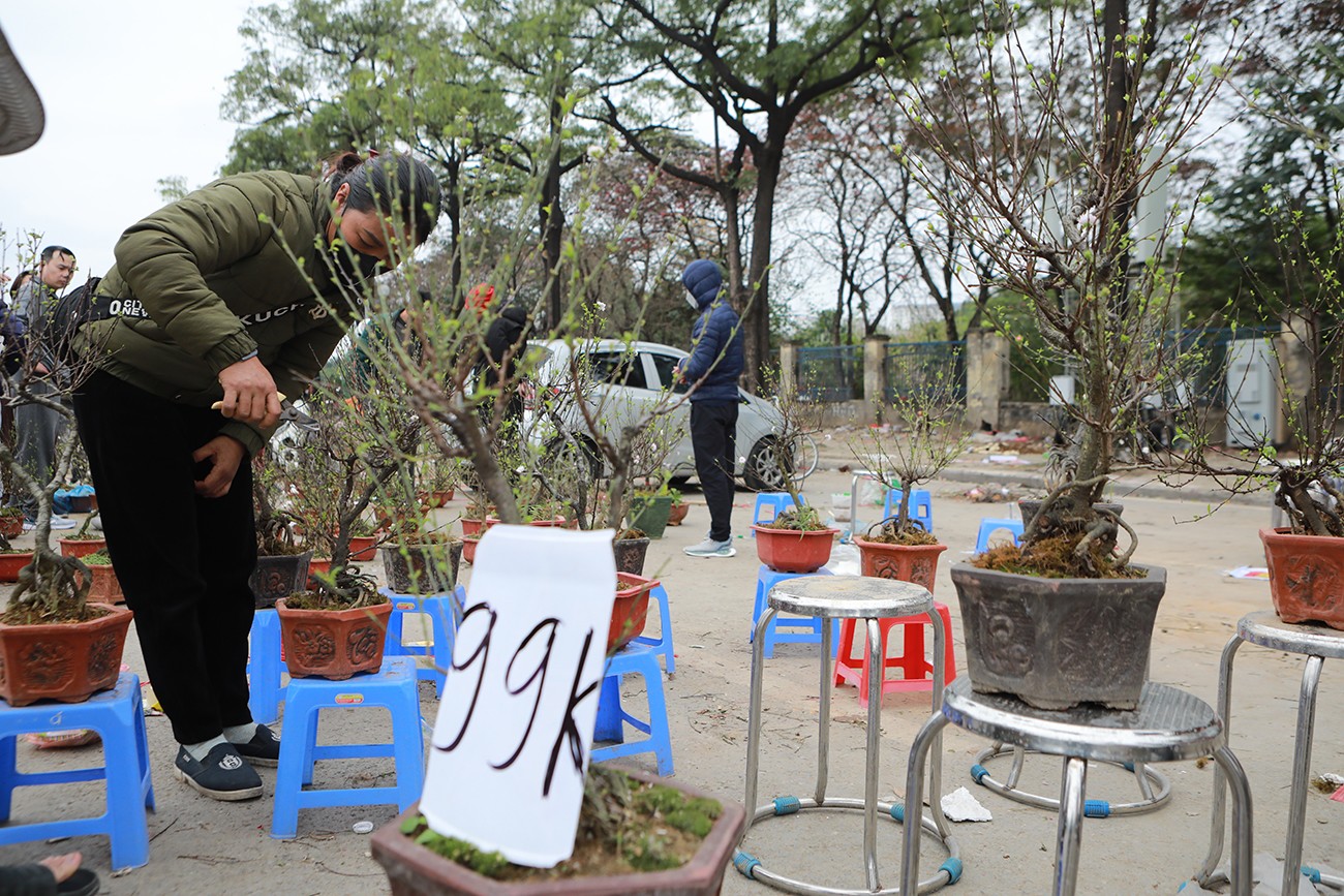 Nhất chi mai đẹp giảm giá bán như “cho”.