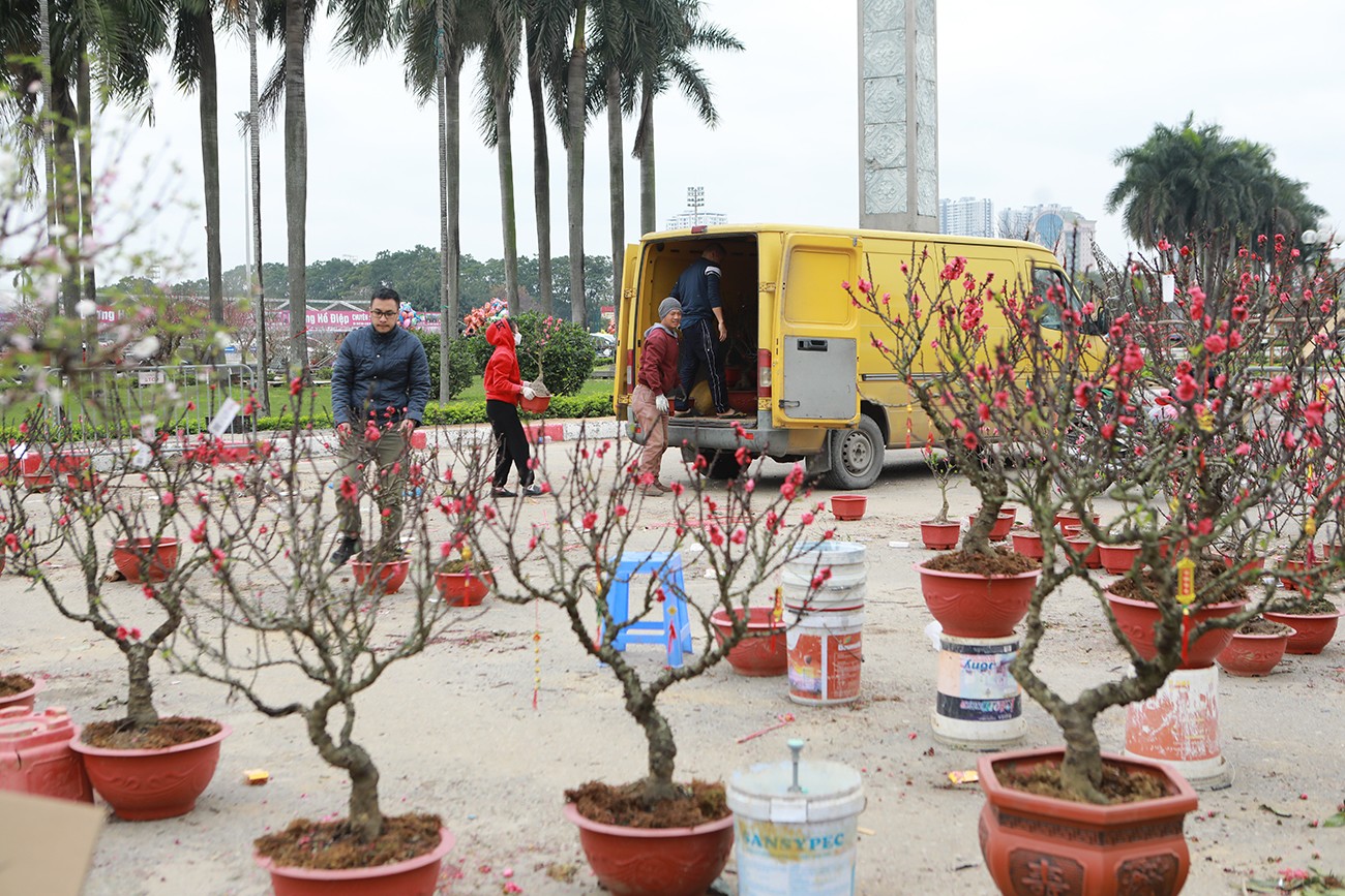 Hàng chục cây đào thế, mai thế… ế ẩm, chủ vườn phải thuê xe chở về vườn nuôi trồng, sang năm bán tiếp. Những người buôn cây cho biết, năm nay chỉ bán được 30% số cây mang ra đây.