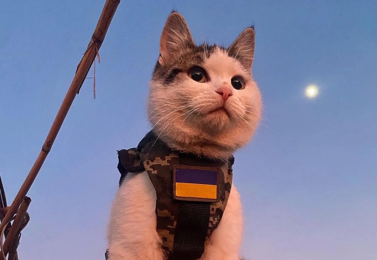 Mèo Syrsky trở thành hiện tượng trên mạng xã hội Ukraine nhờ sự đáng yêu, hóm hỉnh. Ảnh: POLITICO