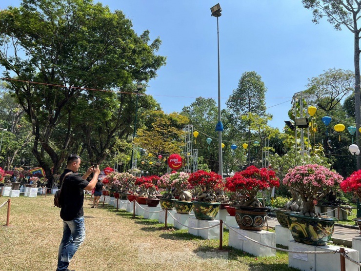 Ngày 10/2 (mùng 1 Tết), tại hoa hội xuân Tao Đàn (quận 1) người dân TPHCM và du khách trong và ngoài nước đã đến đây để chiêm ngưỡng, chụp ảnh với cả trăm cây kiểng quý hiếm mỗi năm chỉ hội tụ một lần tại thành phố.