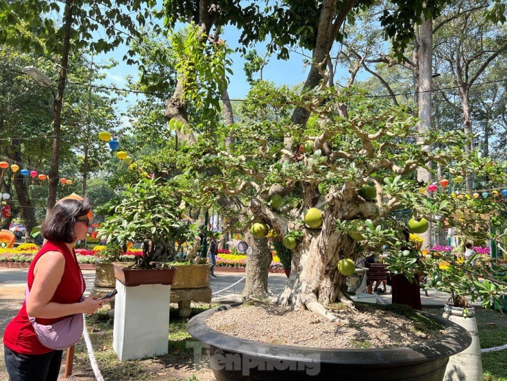 Du khách nước ngoài ngỡ ngàng trước cây cổ thụ hình dáng độc lạ và nhiều quả như được "đính" vào thân cây.