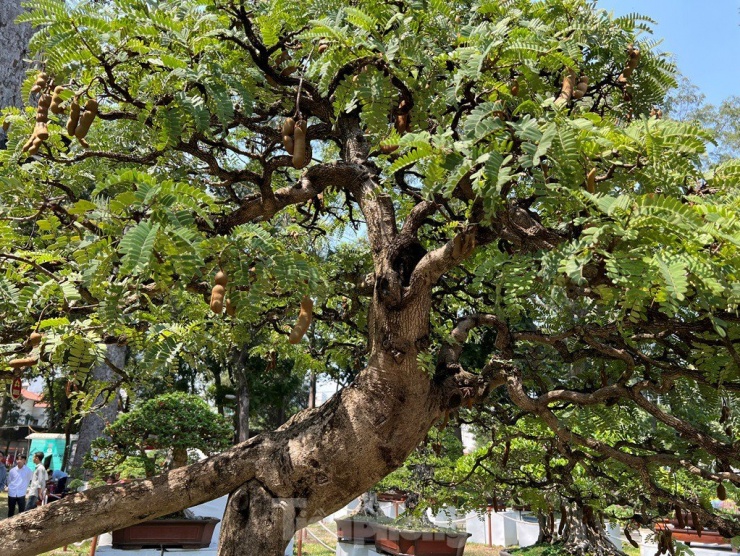 Một cây me chi chít quả, lá xanh mướt. Nhiều người dự đoán cây me này phải có tuổi đời cả trăm năm mới được gốc to và có được thế cây như vậy.