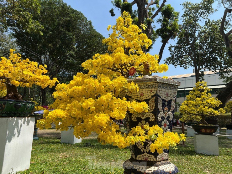 Cây mai có dáng cực lạ, hoa to có màu vàng rực,nở thành chùm và có hương thơm thoang thoảng. Từ xa, cây mai vàng này rực rỡ, nổi bật.