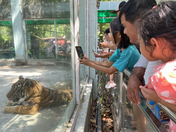 Hổ Bengal nằm im để du khách ngắm nghía chụp ảnh