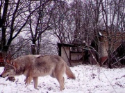 Thế giới - Tiết lộ về khả năng bất ngờ của sói Chernobyl