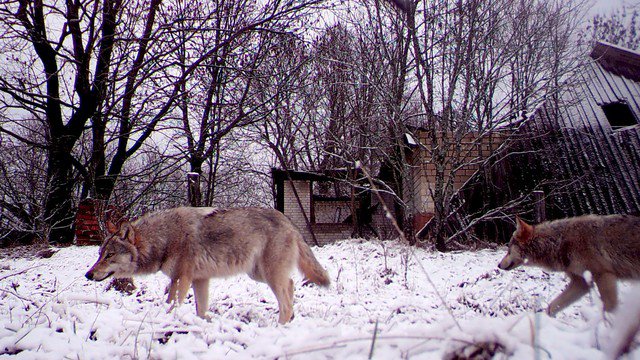 Những con sói ở khu vực cách ly Chernobyl (CEZ). Ảnh: Reuters
