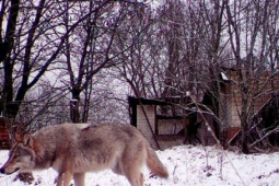 Tiết lộ về khả năng bất ngờ của sói Chernobyl