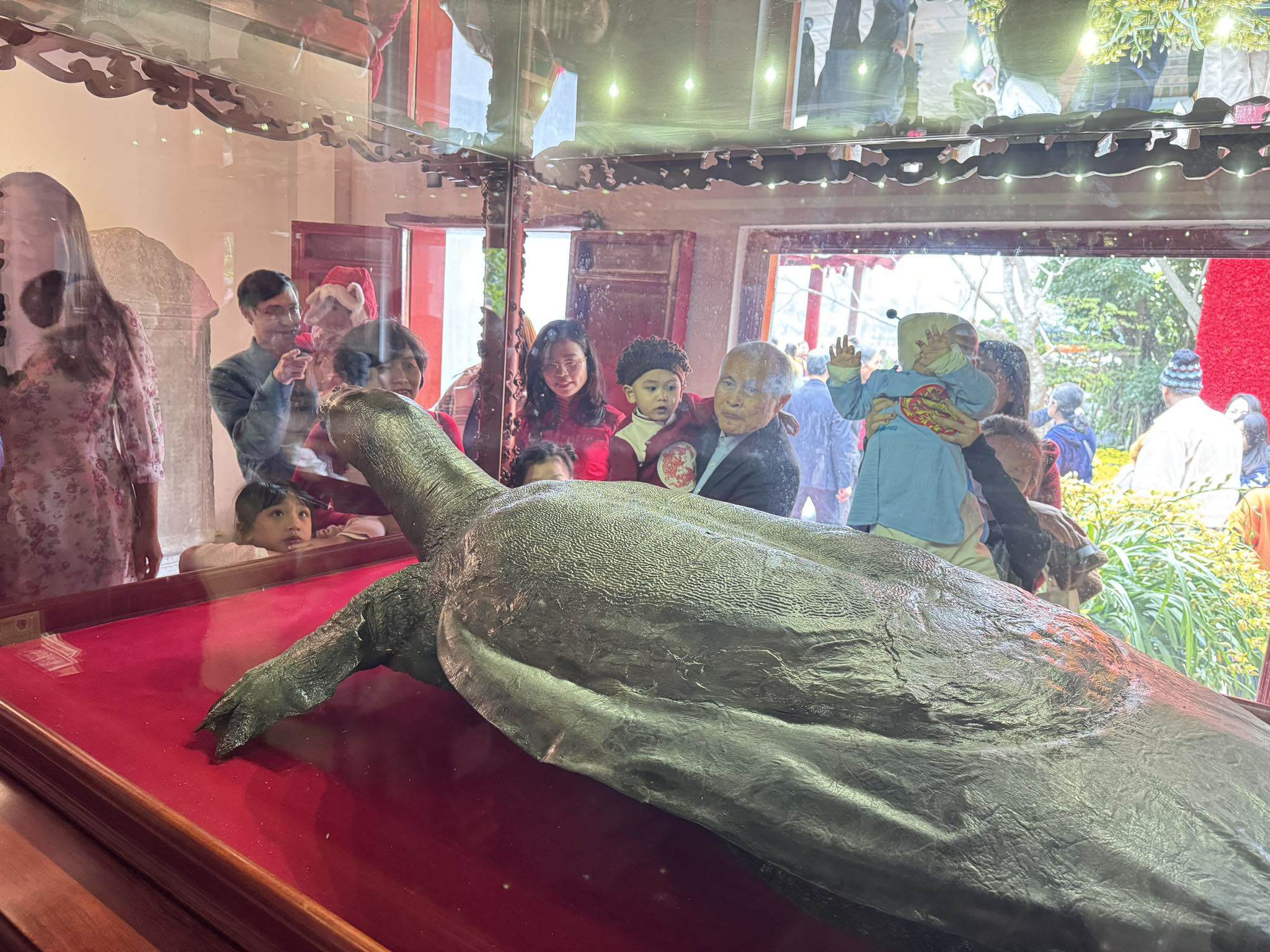 Tiêu bản thứ nhất được trưng bày ở tủ bên ngoài (gần cửa ra vào). “Cụ Rùa’ chết năm 1967, nặng 250kg, mai dài 2,1m, rộng 1,2m, được bảo quản bằng phương pháp nhồi xác và ngâm tẩm hóa chất.
