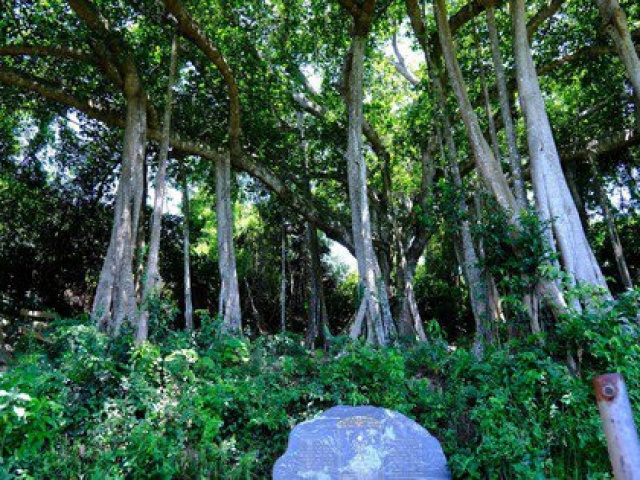 Tin tức trong ngày - Choáng mắt với cây đa hơn 800 năm tuổi ở Sơn Trà