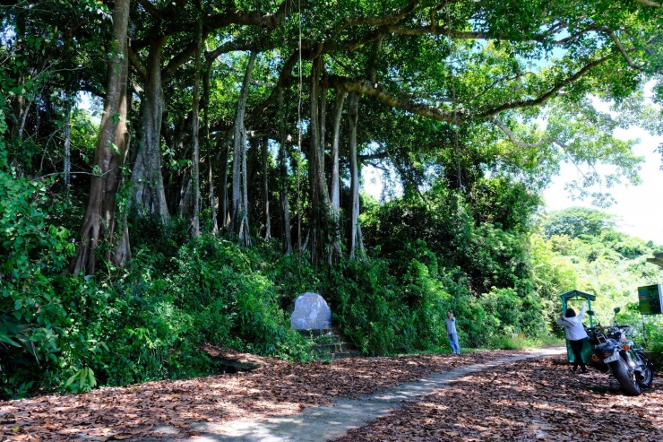 Cây đa Sơn Trà là cây đa cổ thụ đầu tiên của TP Đà Nẵng. Đây là điểm nghỉ mát của du khách và là điểm đến của nhiều phượt thủ thích khám phá vẻ đẹp thiên nhiên