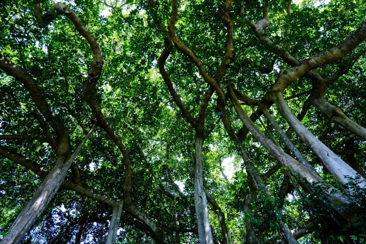 Kể từ khi được phát hiện vào năm 1771, cây đa được coi là một trong những cây đại thụ của Việt Nam. Trong hai cuộc kháng chiến chống thực dân Pháp và đế quốc Mỹ, địa điểm cây đa Sơn Trà đã được lực lượng bộ đội, dân quân tự vệ Việt Nam chọn làm nơi ẩn nấp, tụ tập trao đổi tin tức