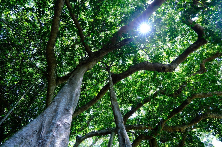 Tháng 6-2014, Hội Bảo vệ Thiên nhiên và Môi trường Việt Nam xác định tuổi thọ của cây đa là khoảng 800 tuổi và chính thức công nhận là một trong những Cây di sản của Việt Nam