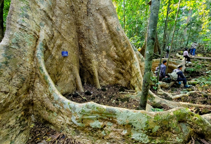 Trong đó thu hút sự quan tâm của chúng tôi là cây Tung khổng lồ, mà theo người hướng dẫn là đã khoảng 500 tuổi nằm ở lối vào rừng khoảng 2,5 km. Gốc cây có bộ rễ bạnh vè nổi lớn trên mặt đất, có đoạn cao gần 2 m.