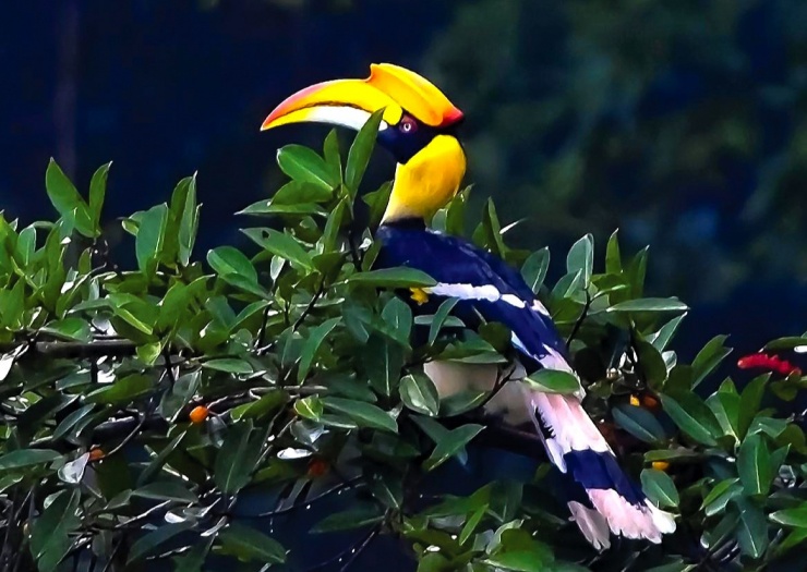 VQG Cát Tiên cũng là nơi có đến 351 loài chim, trong đó có nhiều loài quý hiếm trong sách đỏ Việt Nam. Trong chuyến xuyên rừng, âm thanh lúc nào cũng vang lên là tiếng hót của nhiều loài chim. Ảnh: VQG Cát Tiên