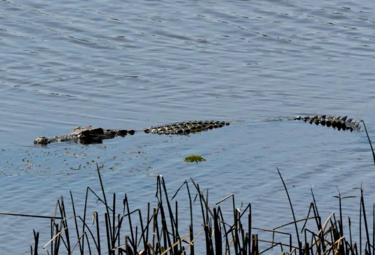 Bàu Sấu có tên như thế khi gắn liền với loài cá sấu nước ngọt, hay tên chính thức là cá sấu Xiêm.