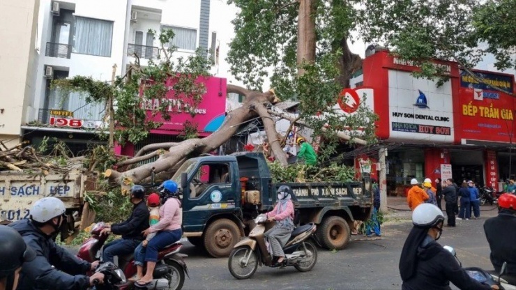 Nhánh cây đa gãy đổ hồi tháng 1-2024 tại đường Phan Chu Trinh. Ảnh: TIẾN THOẠI