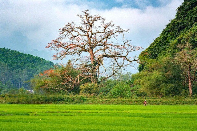 Cây gạo hoa cam Thạch Hóa - được công nhận cây Di sản Việt Nam đầu tiên của Quảng Bình