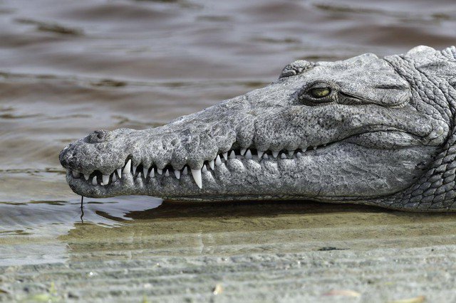 Con cá sấu ở Costa Rica là sinh vật bất ngờ sinh sản vô tính gần đây nhất - Ảnh: LIVE SCIENCE
